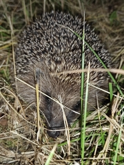 Erinaceus roumanicus