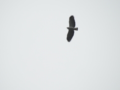 Buteogallus lacernulatus