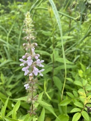 Stachys pilosa