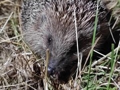 Erinaceus roumanicus