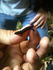 Sphaerodactylus gaigeae