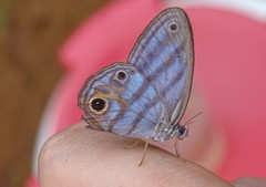 Chloreuptychia rectilinea