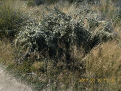 Usnea subgracilis
