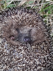 Erinaceus roumanicus