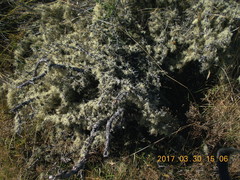 Usnea subgracilis