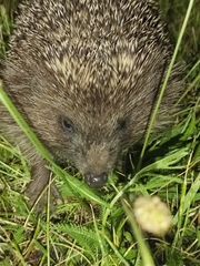 Erinaceus roumanicus