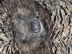 Erinaceus roumanicus