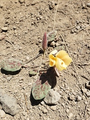 Oenothera xylocarpa