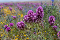 Castilleja exserta venusta