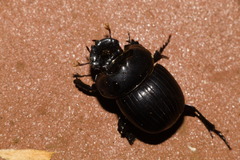 Scarabaeinae