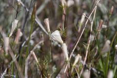 Linanthus dichotomus