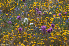 Castilleja exserta venusta