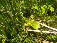 Erythranthe glabrata