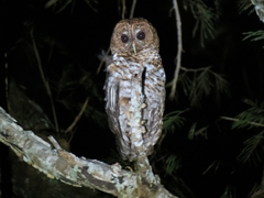 Strix hylophila