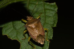 Podisus fuscescens