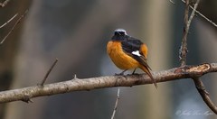 Phoenicurus auroreus