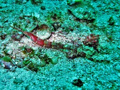 Halicampus macrorhynchus