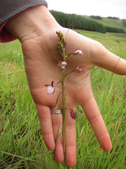 Eulophia zeyheriana