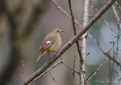 Phoenicurus auroreus