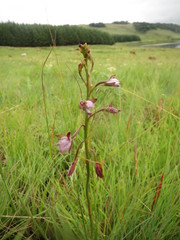 Eulophia zeyheriana