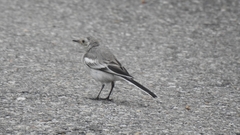 Motacilla alba