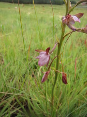 Eulophia zeyheriana