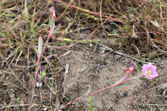 Clarkia davyi