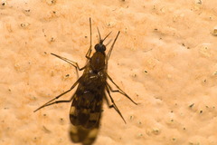 Anisopodidae
