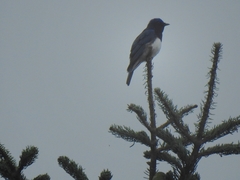 Cyanoptila cyanomelana