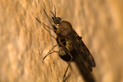 Anisopodidae