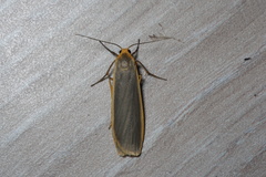 Eilema lurideola