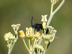 Pepsis mexicana
