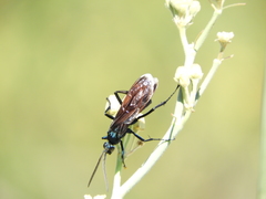 Pepsis mexicana