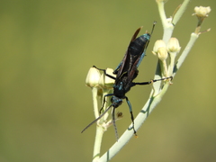 Pepsis mexicana