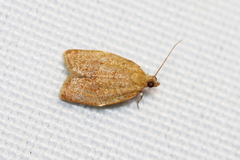 Clepsis consimilana