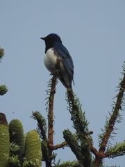 Cyanoptila cyanomelana