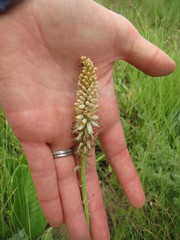 Kniphofia buchananii