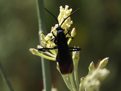 Pepsis mexicana