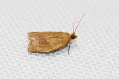 Clepsis consimilana