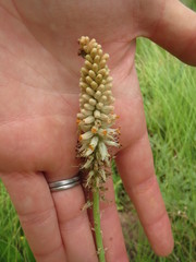 Kniphofia buchananii