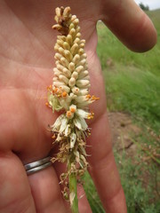 Kniphofia buchananii