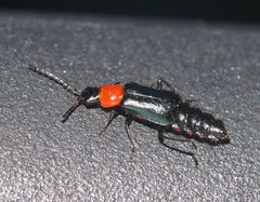 Carphurus cyanopterus