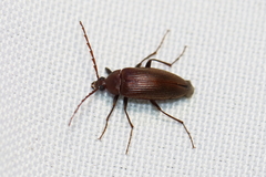 Capnochroa fuliginosa