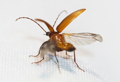 Capnochroa fuliginosa