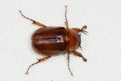 Cyclocephala borealis