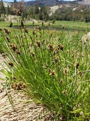 Divisae