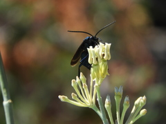 Pepsis mexicana