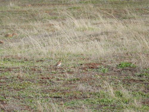 iNaturalist observation photo of Horned Lark