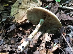 Agrocybe acericola