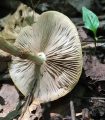 Agrocybe acericola